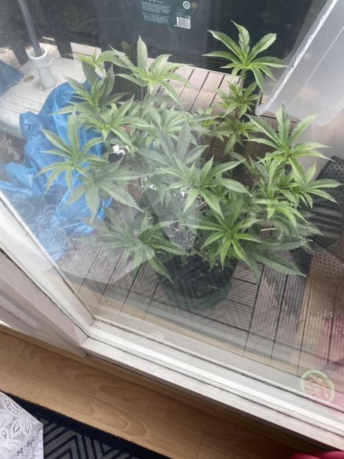 Bananaconda. Week 10