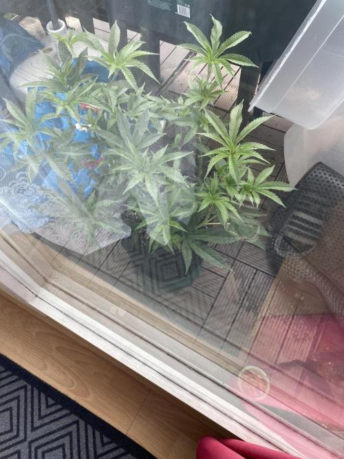 Bananaconda. Week 10