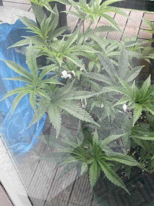 Bananaconda. Week 10