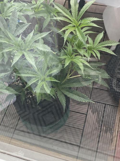Bananaconda. Week 10