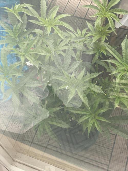 Bananaconda. Week 10