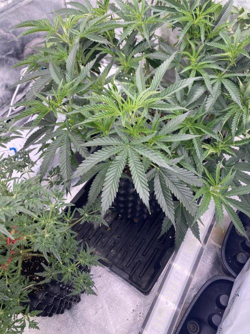 Vanilla?. Week 8