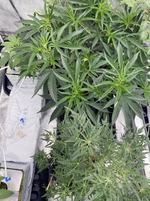 Vanilla?. Week 8