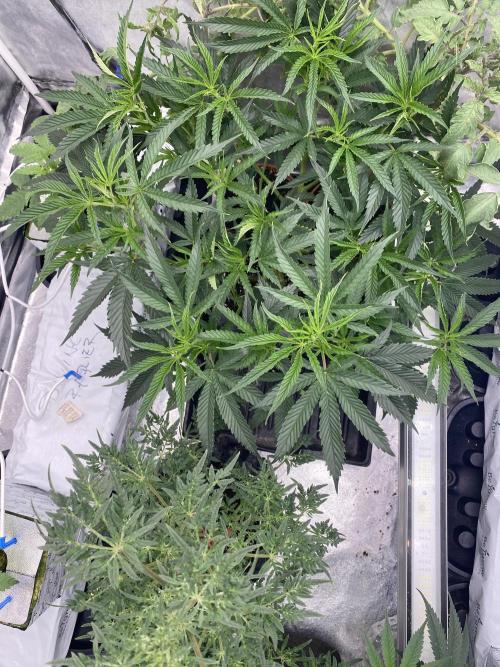 Vanilla?. Week 8