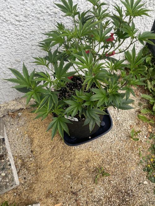 Bananaconda. Week 11