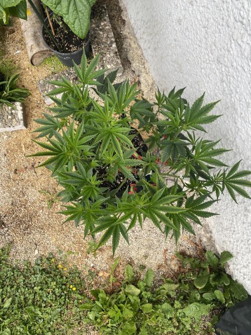 Bananaconda. Week 11