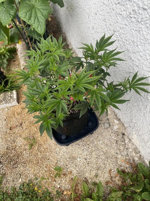 Bananaconda. Week 11