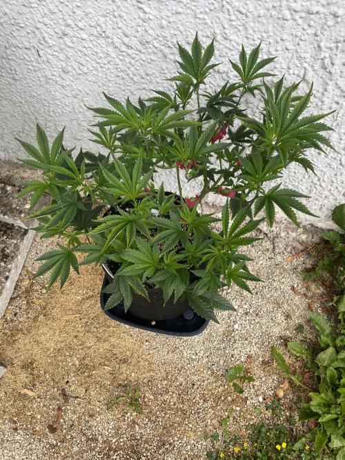 Bananaconda. Week 11