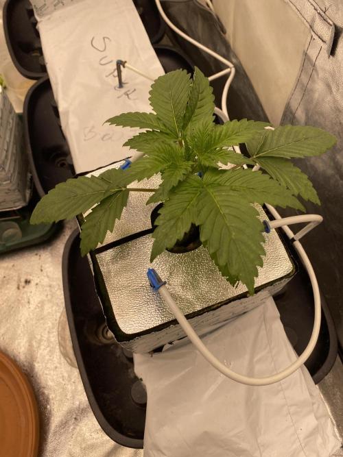 Super Boof by someone other. Week 2 - 13.6
