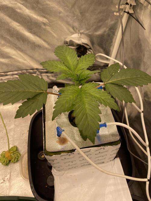Super Boof by someone other. Week 2 - 13.6