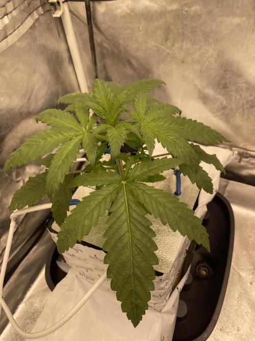 La Kush Cake. Week 2 - 13.6