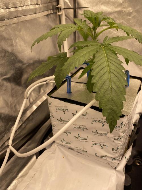 La Kush Cake. Week 2 - 13.6