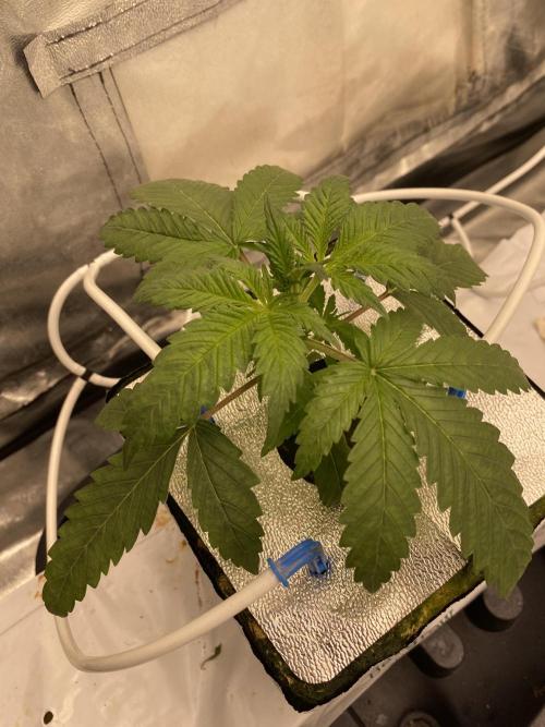 La Kush Cake. Week 2 - 13.6