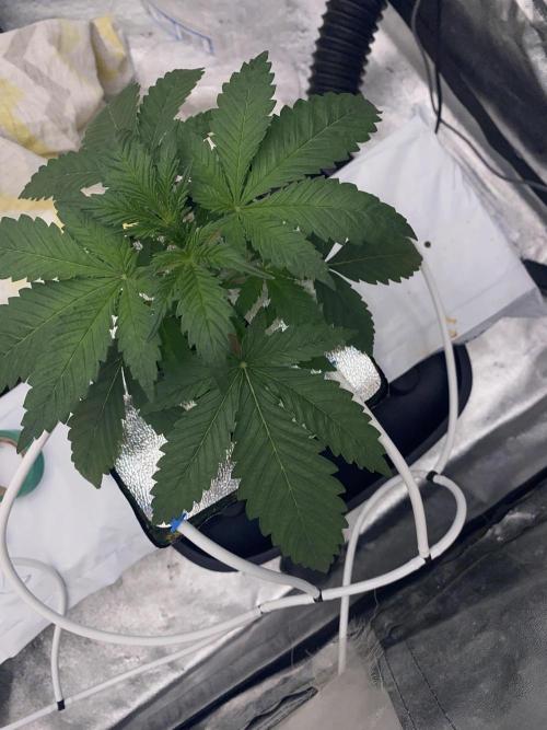 La Kush Cake. Week 2 - 15.6