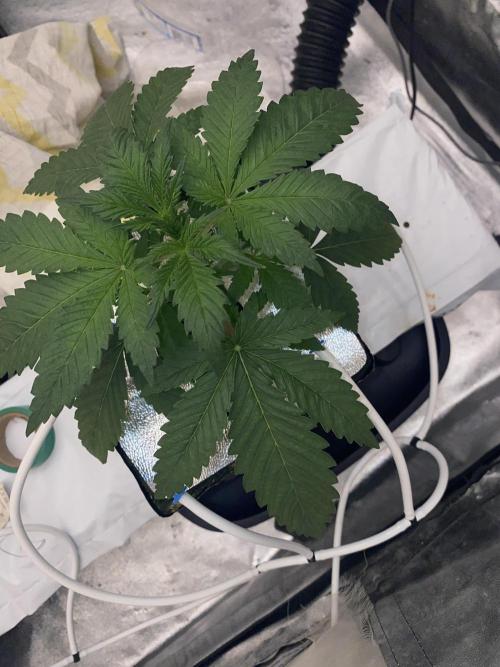 La Kush Cake. Week 2 - 15.6