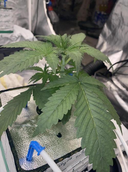 La Kush Cake. Week 2 - 15.6
