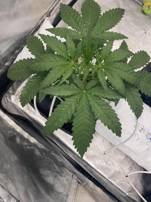 La Kush Cake. Week 2 - 15.6