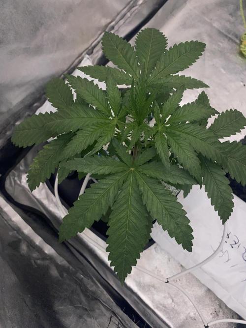 LA Kush Cake. Week 2
