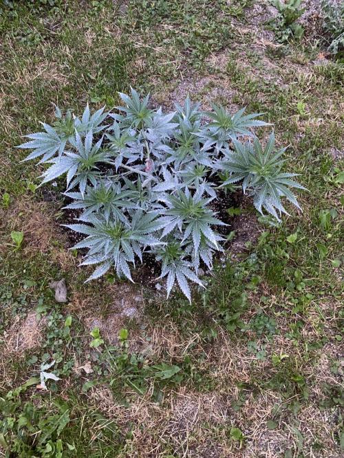 Dante’s Inferno Outdoor 2026. Week 6