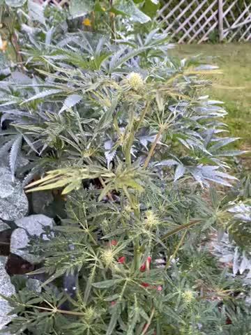 Frostys Freak goes Purple in the Contest