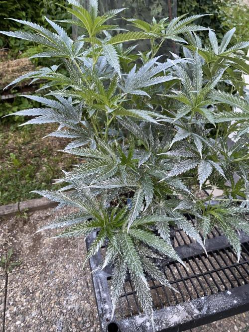 Vanilla?. Week 9