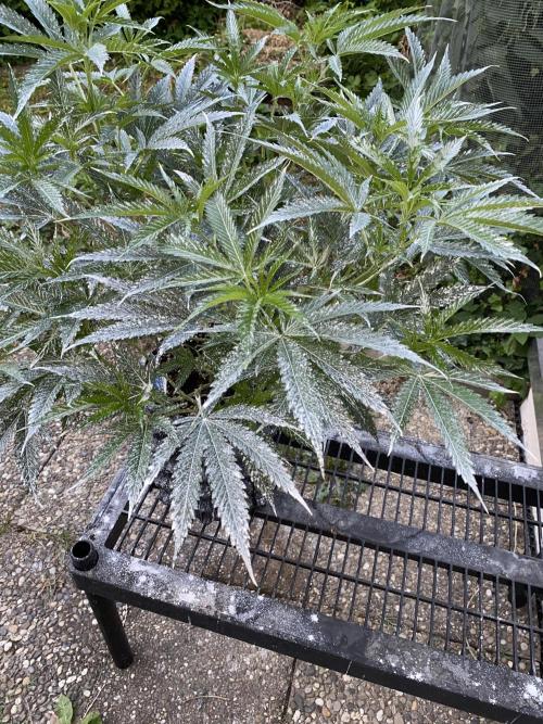 Vanilla?. Week 9