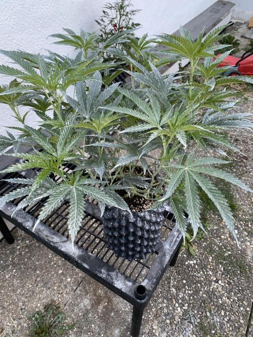 Vanilla?. Week 9