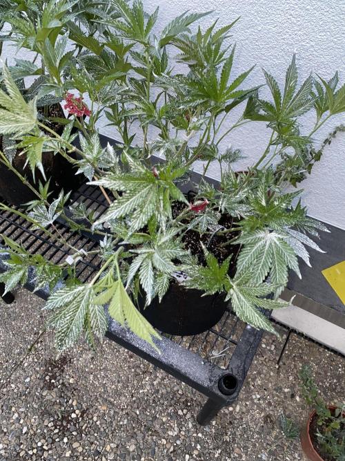 Bananaconda. Week 12