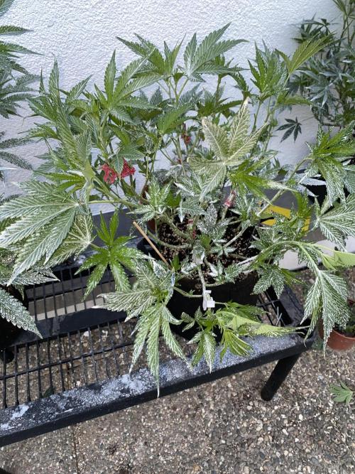 Bananaconda. Week 12