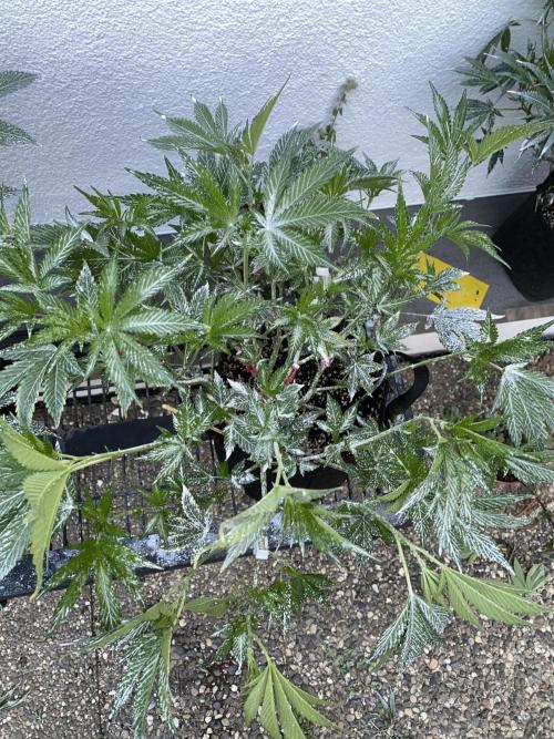 Bananaconda. Week 12