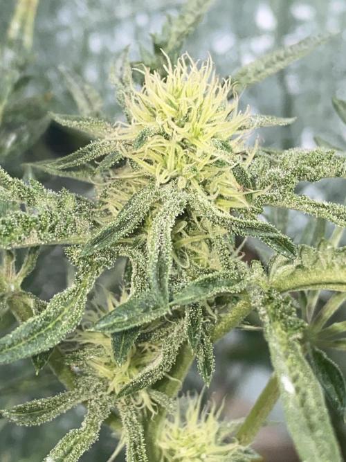Frostys Freak goes Purple in the Contest. Week 8