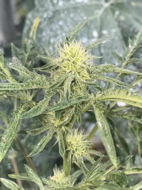 Frostys Freak goes Purple in the Contest. Week 8