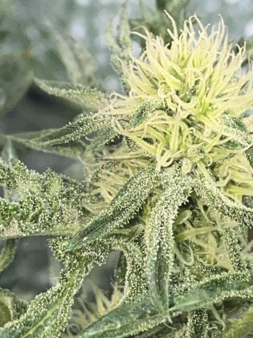 Frostys Freak goes Purple in the Contest. Week 8
