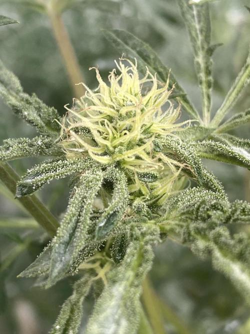Frostys Freak goes Purple in the Contest. Week 8