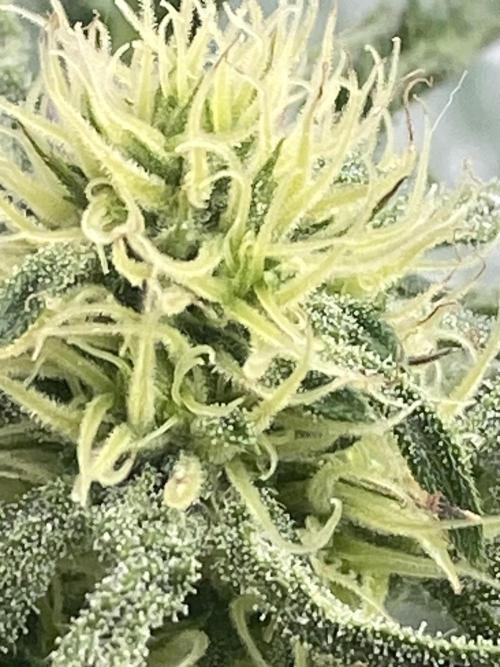 Frostys Freak goes Purple in the Contest. Week 8