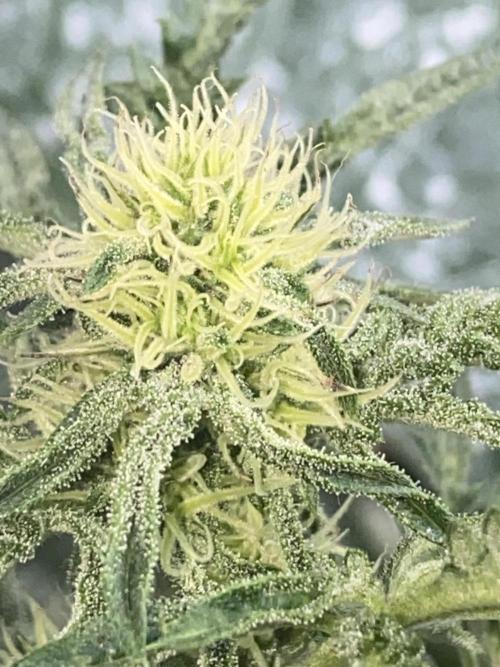Frostys Freak goes Purple in the Contest. Week 8