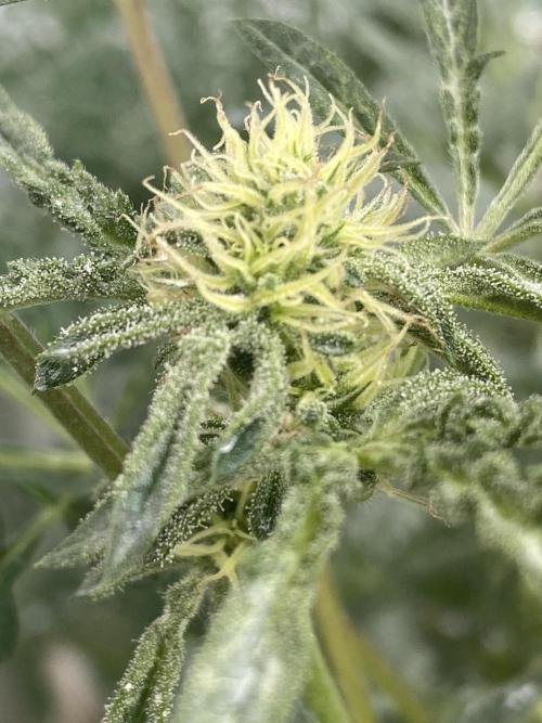 Frostys Freak goes Purple in the Contest. Week 8