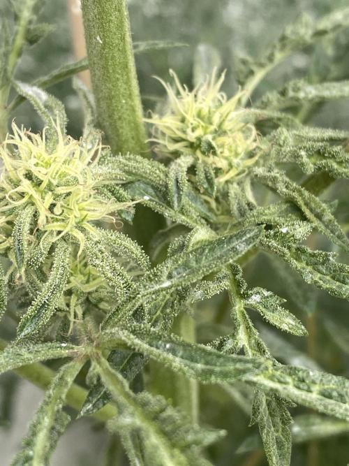 Frostys Freak goes Purple in the Contest. Week 8