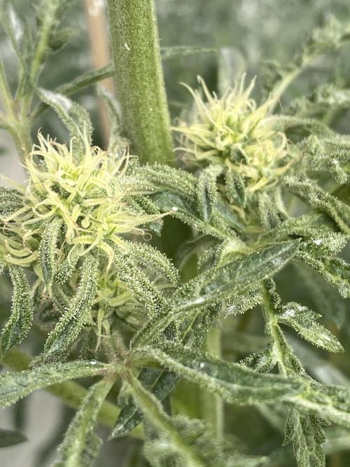 Frostys Freak goes Purple in the Contest. Week 8