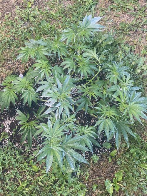 Dante’s Inferno Outdoor 2026. Week 7