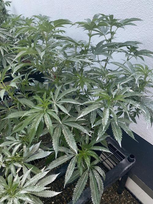 Bananaconda. Week 13