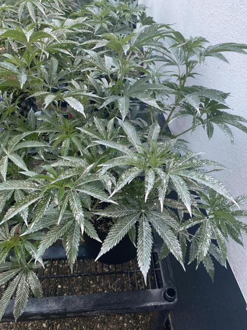 Bananaconda. Week 13