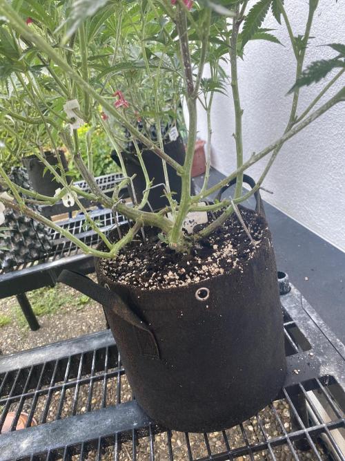 Bananaconda. Week 13