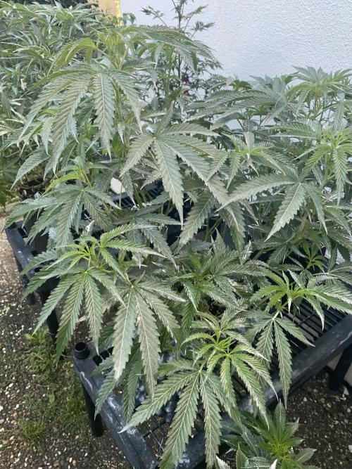 Vanilla?. Week 10