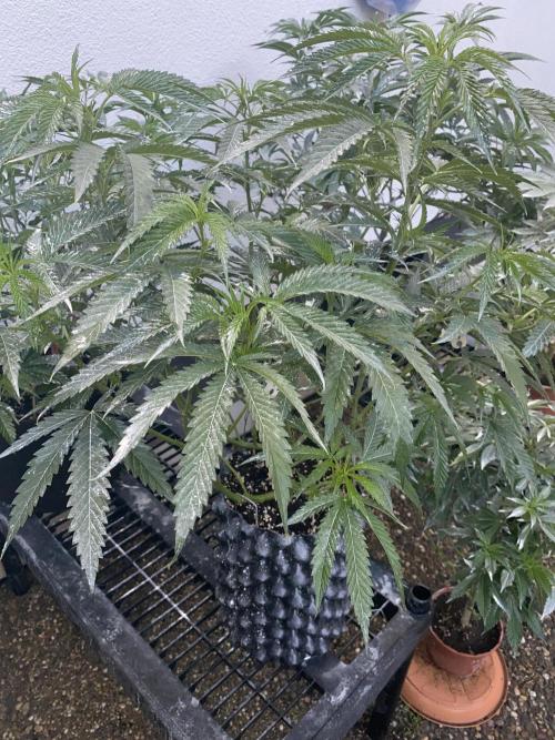 Vanilla?. Week 10