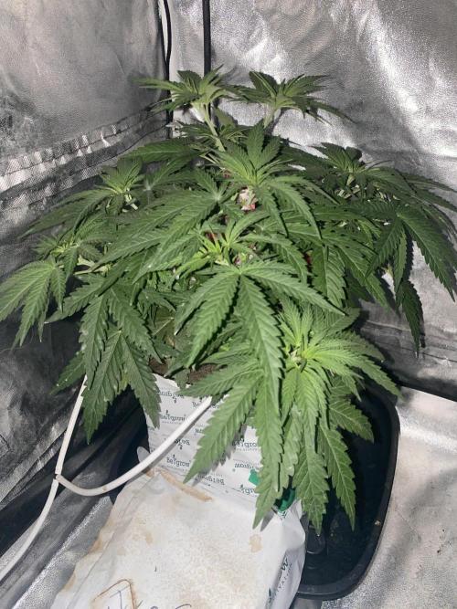 La Kush Cake. Week 3 - S1