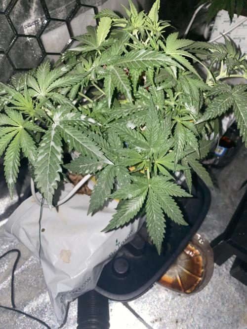 La Kush Cake. Week 3 - S2