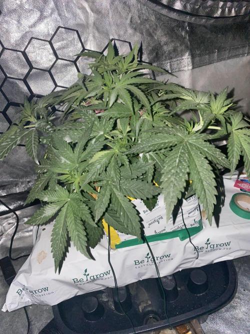 LA Kush Cake. Week 3