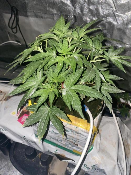 Super Boof by someone other. Week 3