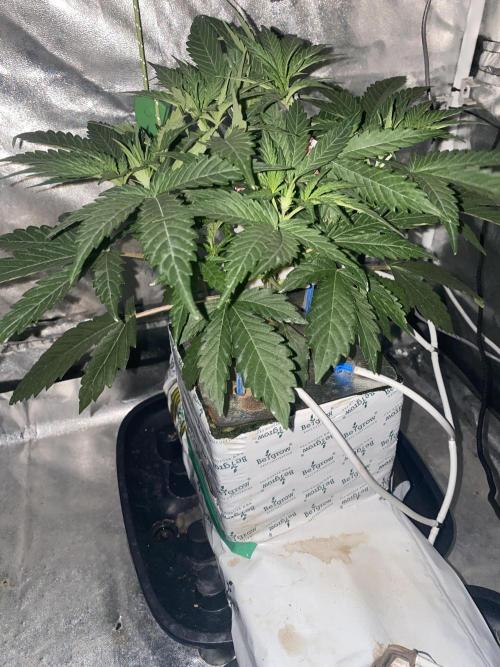 Super Boof by someone other. Week 3 - S2